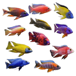 Cichlids