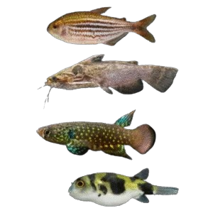 Freshwater Fish