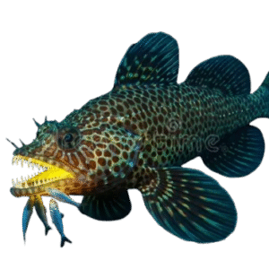 Predatory / Large Fish